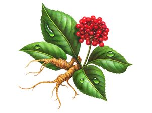 Ginseng - a popular remedy for prostatitis